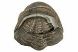Wide, Enrolled Eldredgeops Trilobite Fossil - Ohio #188897-3